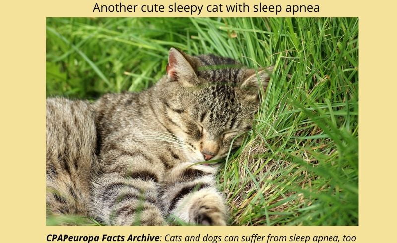 A sleepy cat with sleep apnea.